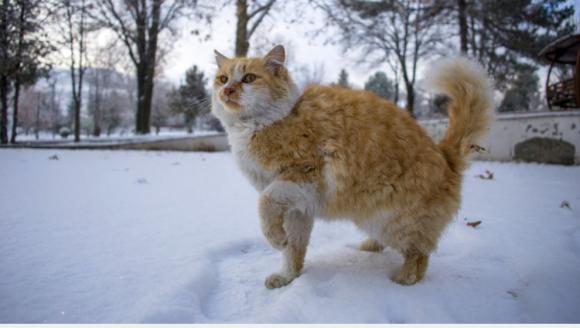 Orduzu Pınarbaşı- Turgut Özal Tabiat Parkı'ndan Kış Manzaraları