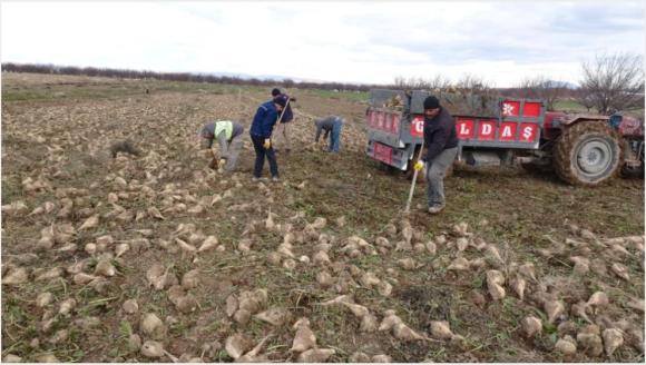Pancarda Yüksek Verim Üreticiyi Güldürdü