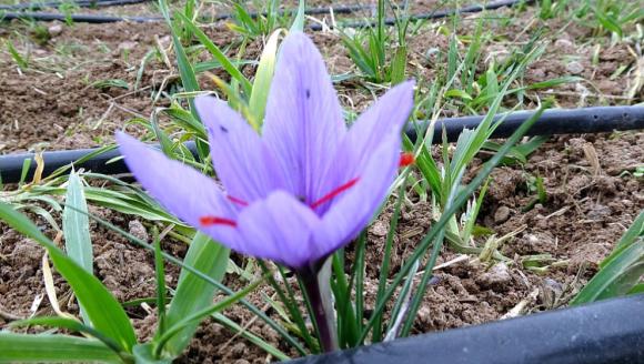 Safranın Gramı 600 TL'den Alıcı Buluyor