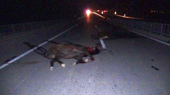 Sultansuyu Harası'ndan Çok Sayıda At Kaçtı, Bazıları Kazalara Yol Açtı