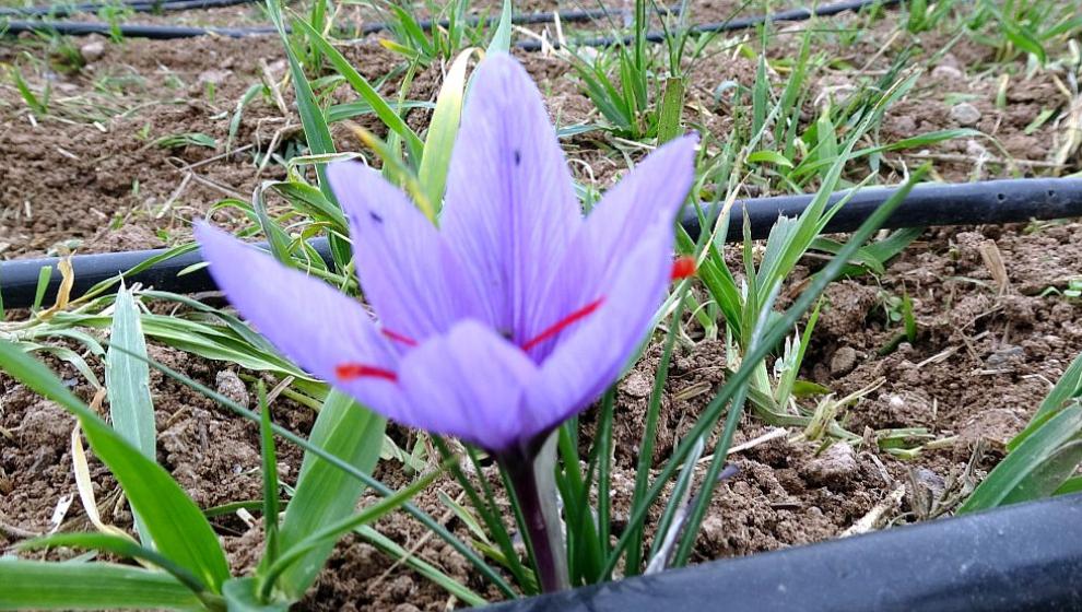 Safranın Gramı 600 TL'den Alıcı Buluyor