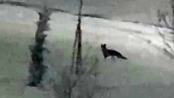 Aç Kalan Yaban Hayvanları Yerleşim Merkezleri Çevresine İndi