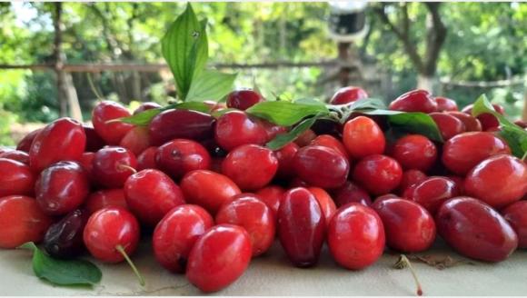 Altın Kayısıdan Kırmızı Elmasa.. Kızılcık ve Gen Kaynağı Malatya