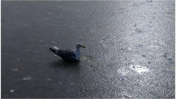 Göletler Buzla Kaplandı, Kuşlar Zorda Kaldı