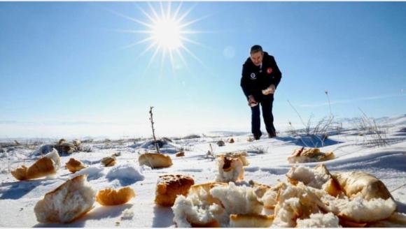 Hayvanlar İçin Doğaya Ekmek ve Buğday Bırakıldı