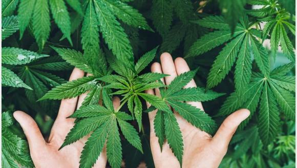 Malatya Kenevir Listesinde Yer Almaya Devam..