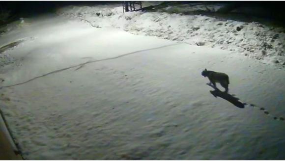 'Ormanların Hayaleti'ni Kamera Kaydetti