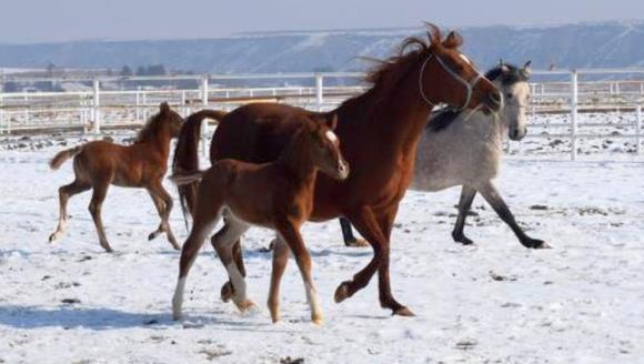 Şampiyon Adayı Taylar Doğmaya Başladı