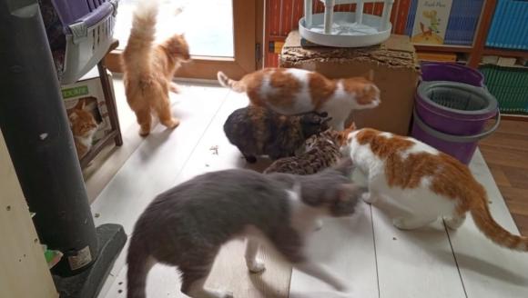 Soğuk Havalarda Sokak Kedilerine Sahip Çıktı