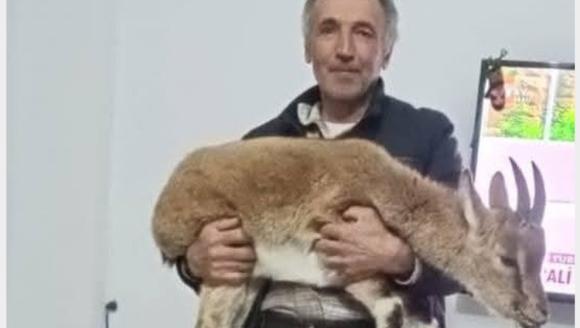 Yaban Hayvanları Yiyecek Arayışında..