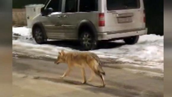 Aç Kurt İlçe Merkezine İndi