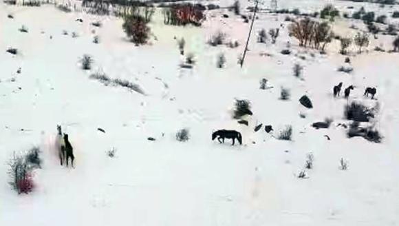 İlçe Belediyesinden Yılkı Atları İçin Doğaya Yem