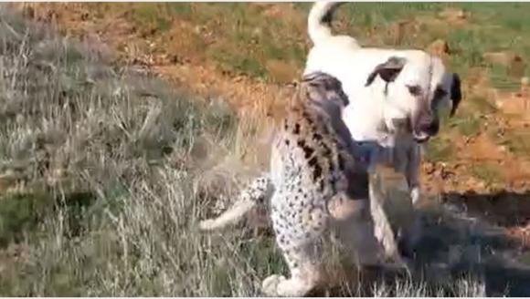 Vaşakla Köpeğin Kavgasını Köylüler Ayırdı