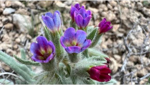 'Darende Florası Projesi'nin Saha Çalışması Tamamlandı