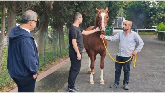 Sultansuyu'nun 'Elit' Tayları İstanbul'da Satışta