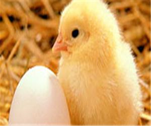 Yumurta Tavuktan Çıktı