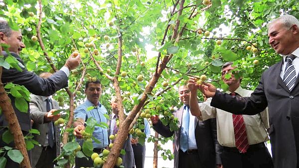 Serada Kayısı Salkım Saçak