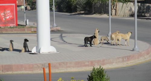 "Çocuklar Panik İçinde Kaçtı!.."