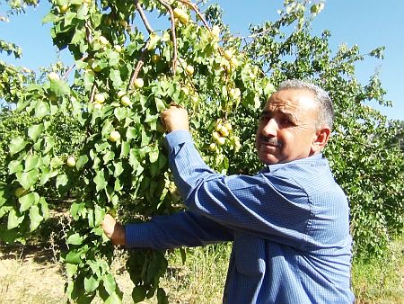 'Geççi Kayısı"da Hasat Zamanı