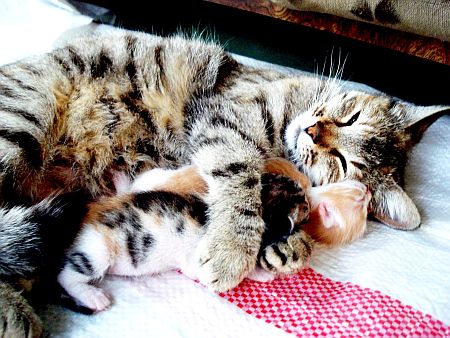 Anne Kedi ve Yavruları