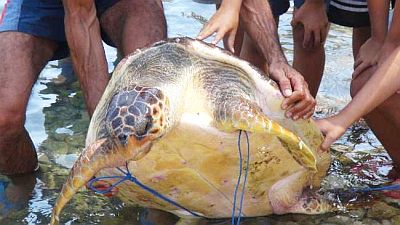 Kaplumbağa Saldırısı:9 Yaralı