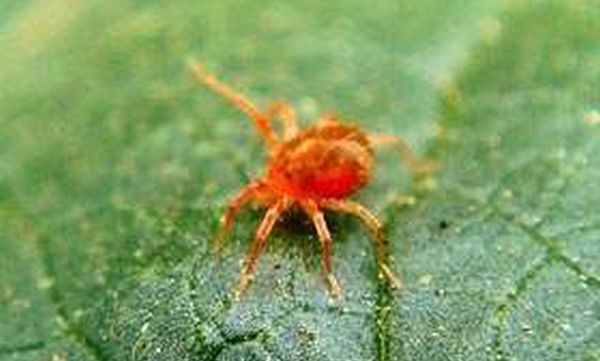 Çiftçilere 'Kırmızı Örümcek' Uyarısı