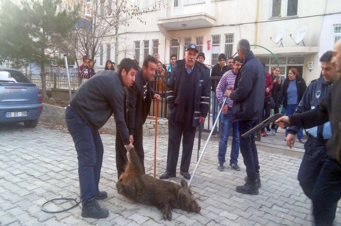 Aç Kalan Domuz Şehre İndi!..