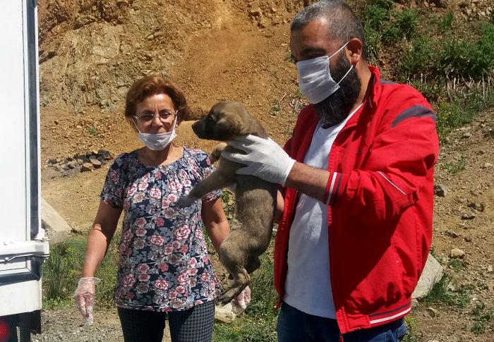 Köpekleri Dağa Bırakanlara Yasal İşlem Yapılacak