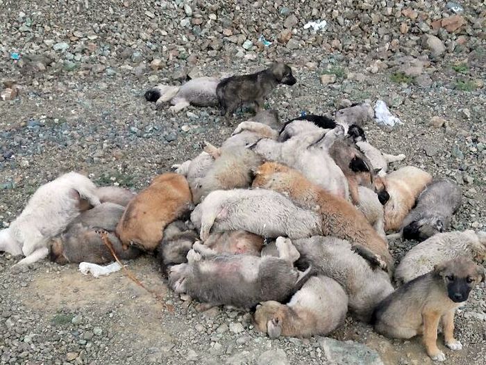 "Hayvanların Yaşam Hakkı Göz Ardı Ediliyor"