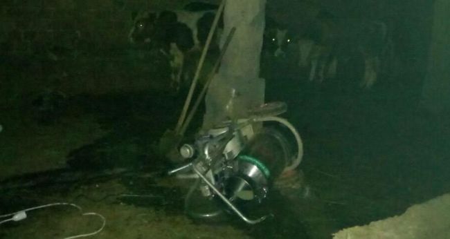 Elektrik Kaçağı Olan Sağım Makinesi Öldürdü