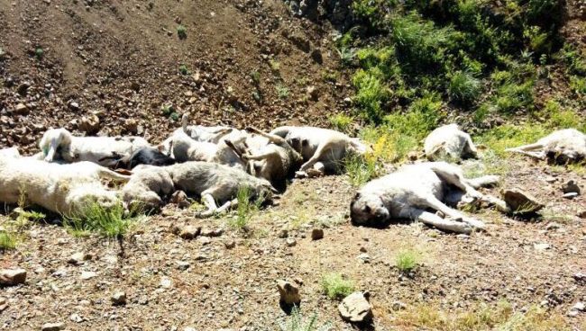 Köpek Katliamı.. Bu Vicdansızlığı Kim Yaptı?