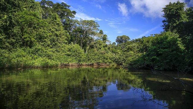 Amazon Ormanları Yağışı Kendi Başlatıyor