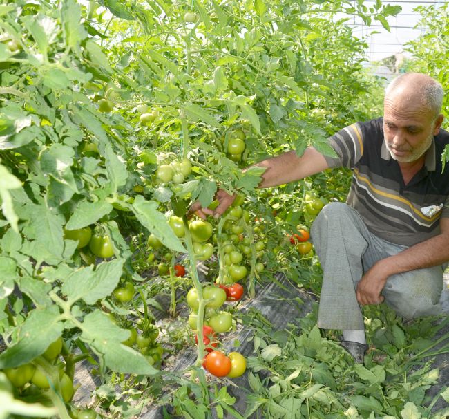 Yerli Sera Domatesi Tezgaha Hazır