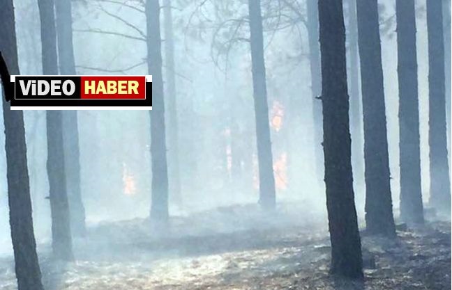 Pütürge'de Orman Yangını