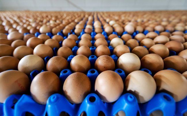 Milyonlarca Yumurta Raftan İndirildi