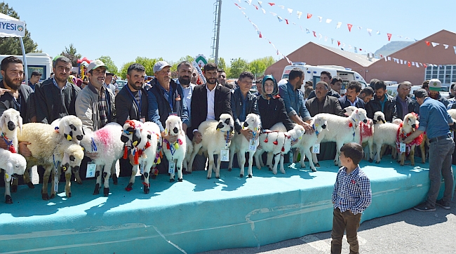 En Güzel Kuzu Yarışması Yapıldı