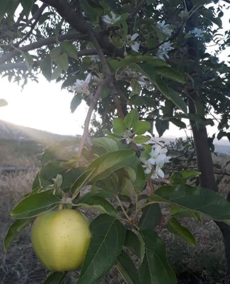 Elma Ağacı Yeniden Çiçeklendi!