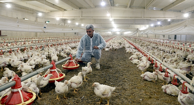 Hibe Desteğiyle 50 Bin Kapasiteli Tavuk Çiftliği Kurdu