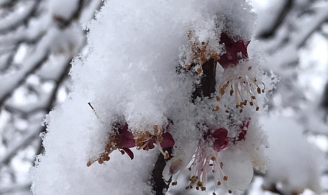 'Çiçek' Kayısıya Kar Yağdı