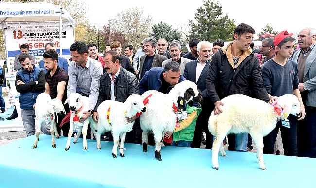 En Güzel Kuzu Yarışması Yapıldı