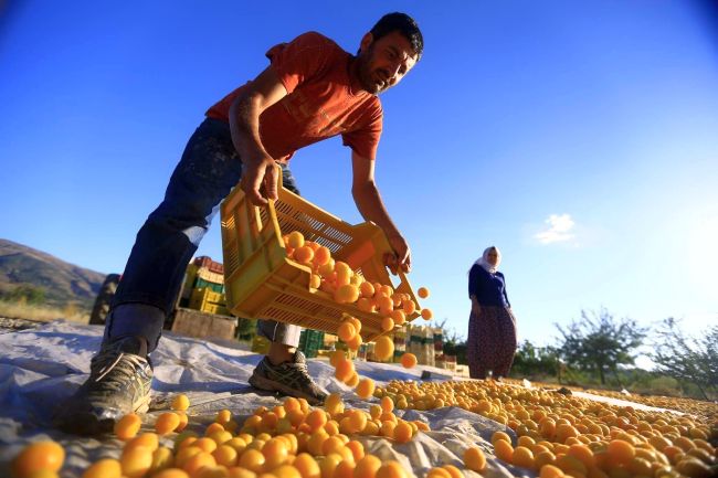 Kayısıda Geçen Ayın Geliri 20 Milyon 710 Bin Dolar