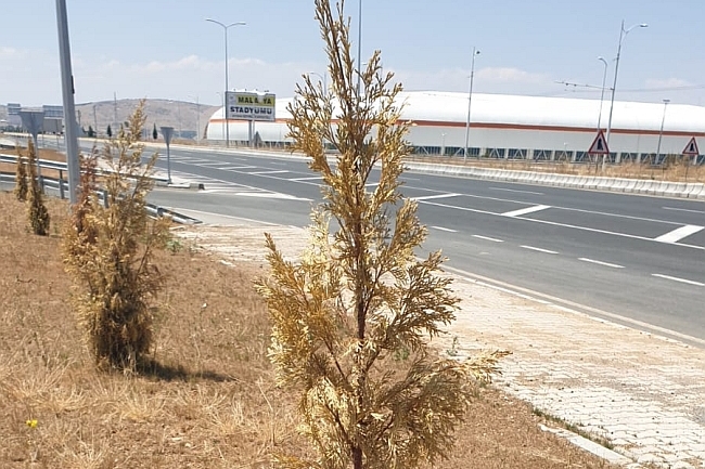 Stadyum Kavşağındaki Yeşil Alanlar Bakımsızlıktan Kurudu