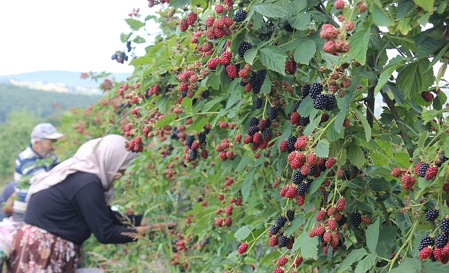 Dalında 8 TL'den Alınıyor