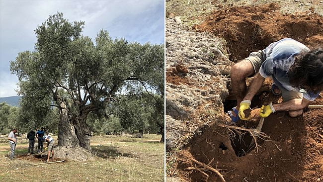 3 Bin Yıllık Zeytin Ağacı