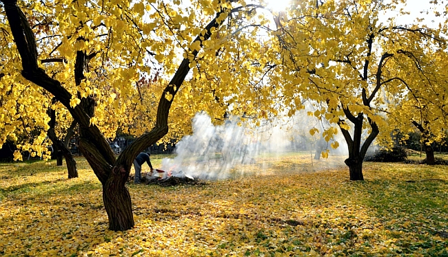 Kayısı Ağaçlarında Sonbahar Mücadelesi Uyarısı