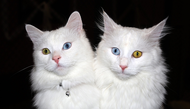 Van Kedileri Dünyada Popüler