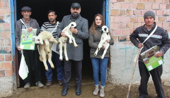 Bahar Kuzuları Doğmaya Başladı