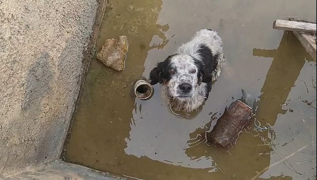 Havuza Düşen Köpek Kurtarıldı