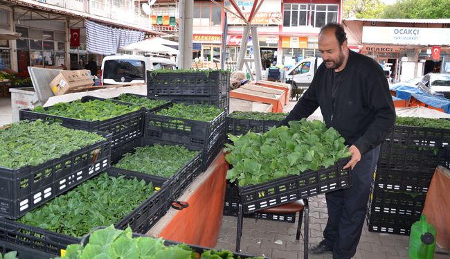 Salgın Fide Satışlarını Düşürdü