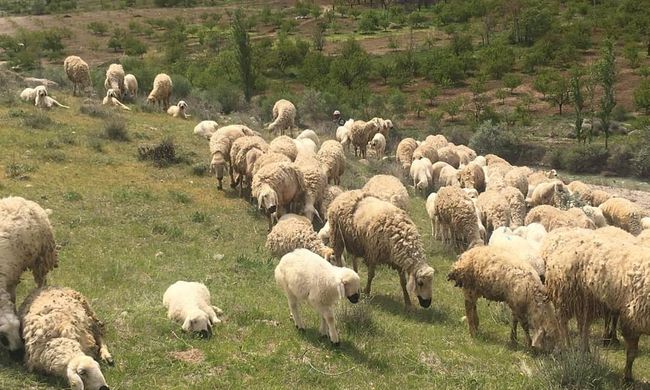 Yayla ve Mera Kiralama İhalesine Erteleme